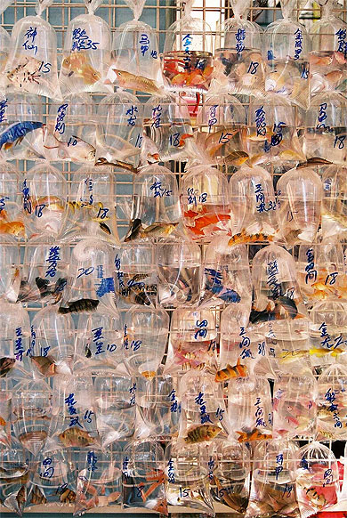 Golden fish market Golden fish market