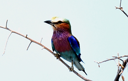 Lilac-breasted Roller - Rollier à longs brins