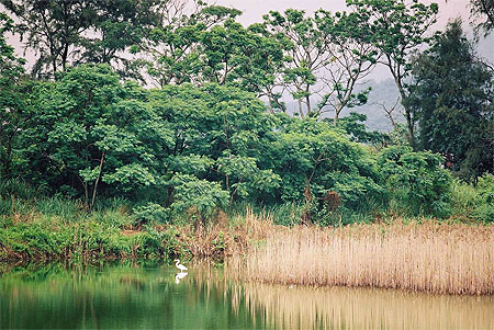 Wetlands Wetlands