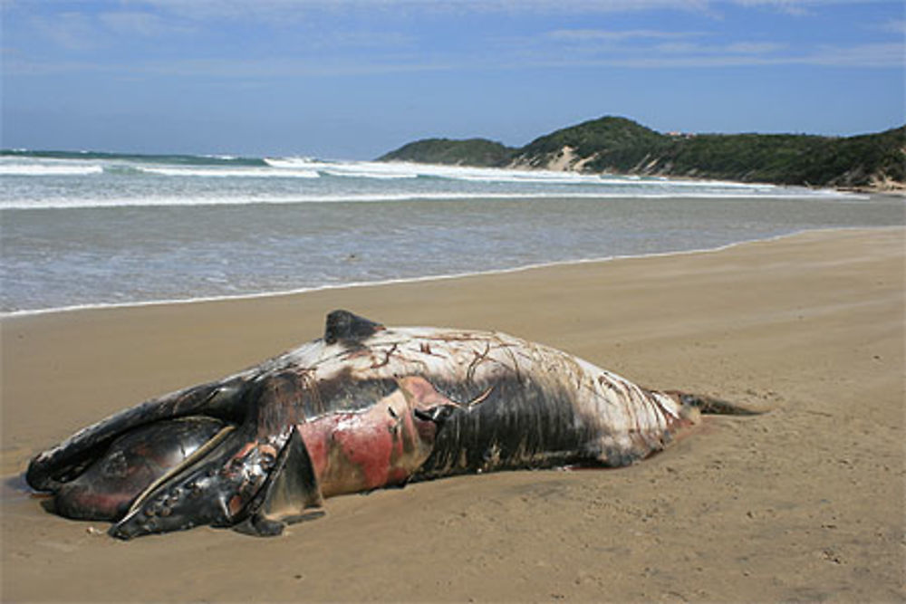 Baleine échouée