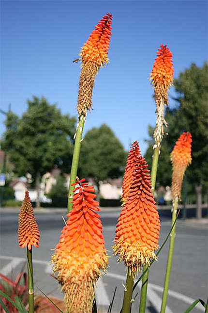 Plantes Tropicales Fleurs Les Pavillons Sous Bois Seine Saint Denis Ile De France Routard Com