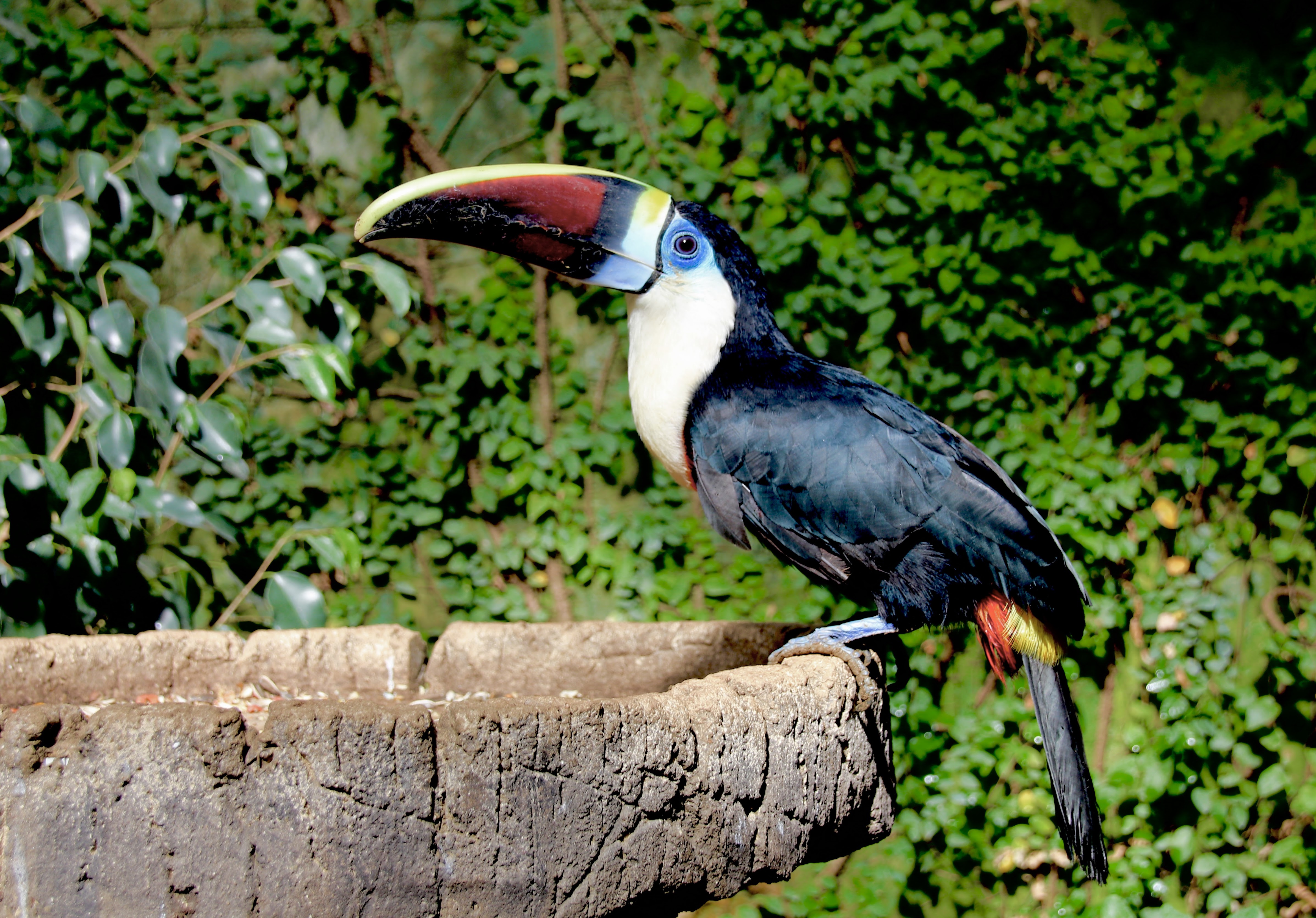 Le toucan de Butterfly-Park Le toucan de Butterfly-Park