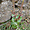 Umbilicus schmidtii, endémique du cap vert