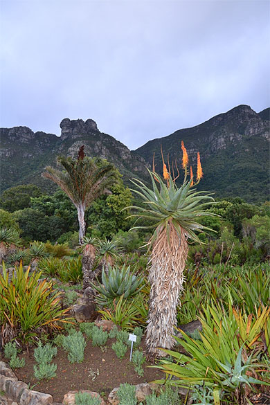 Kirstenbosch après la pluie Kirstenbosch après la pluie