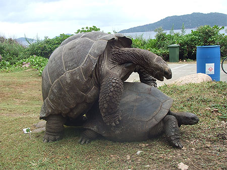 Les tortues Les tortues