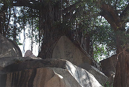 La roche et l'arbre