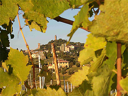 San Miniato - la vigne