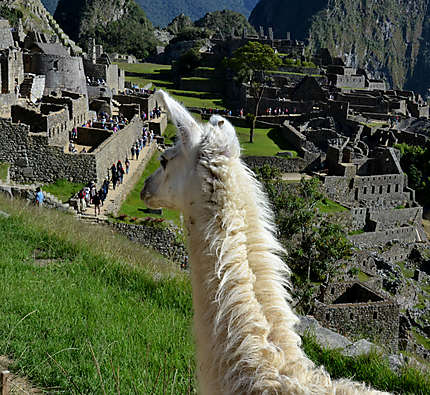 Lamas du Machu Picchu