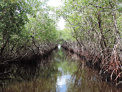 Tunnel des Everglades