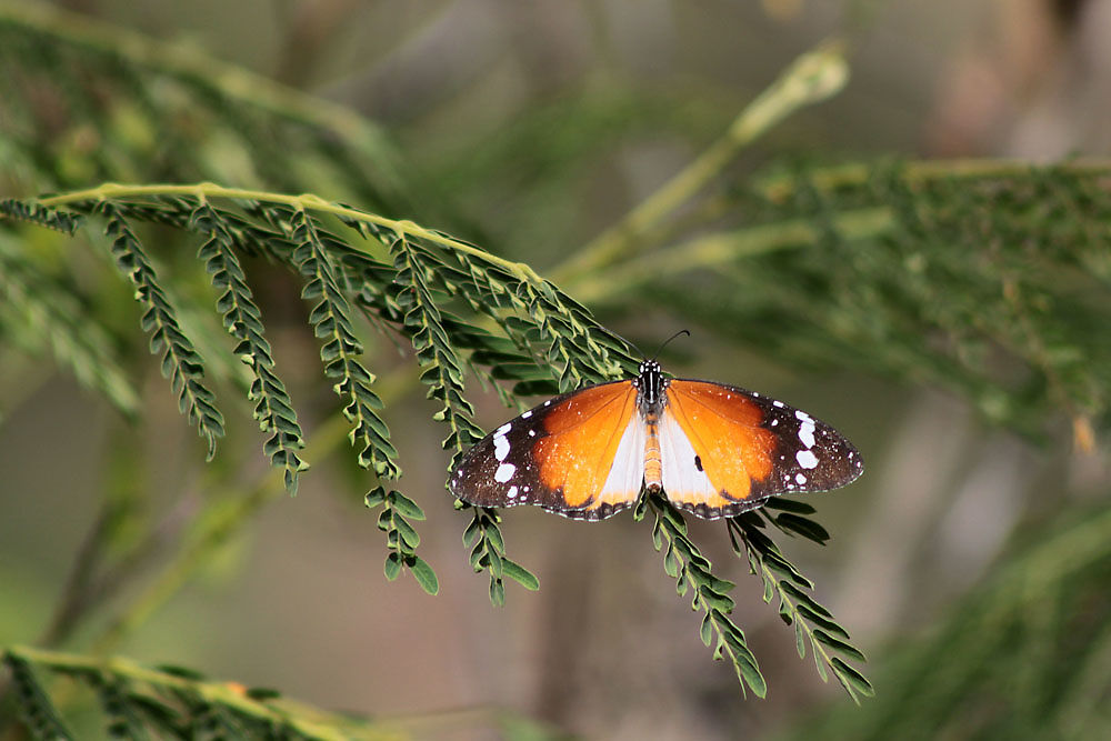 Papillon, petit monarque