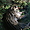 Ocelot du parc des Mamelles en Guadeloupe
