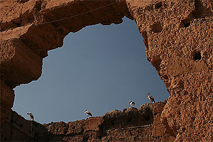 Cigognes de Marrakech