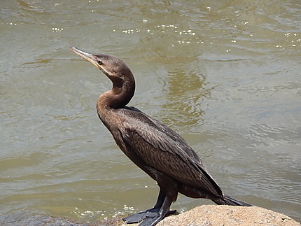 Cormoran au Rio San Juan