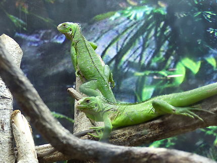 Iguanes du parc des Mamelles, Guadeloupe