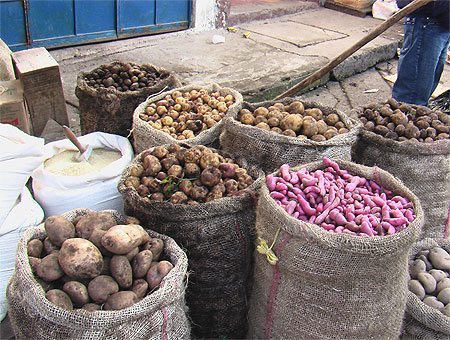 Variétés de pommes de terres Variétés de pommes de terres