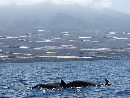 Baleines à Tenerife