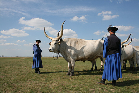 Bovins de la puszta avec leurs gardiens en costume traditionnel Bovins de la puszta avec leurs gardiens en costume traditionnel