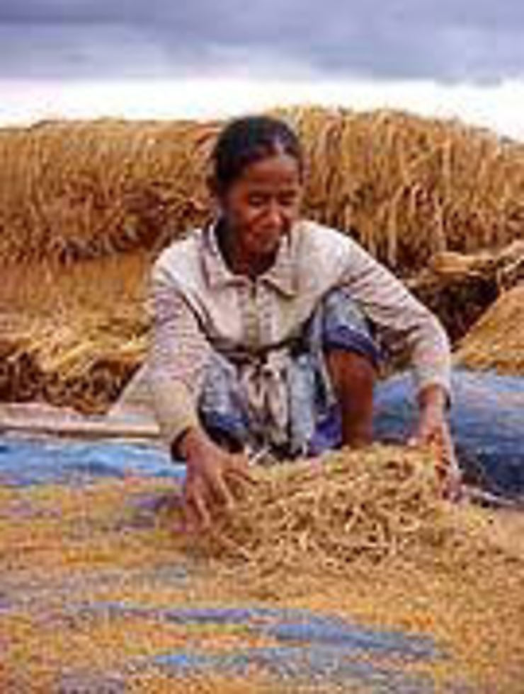 Fleuve nourricier et rizières prolifiques