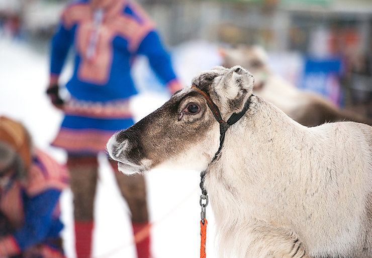 Le Finnmark : au pays des rennes et des Samis
