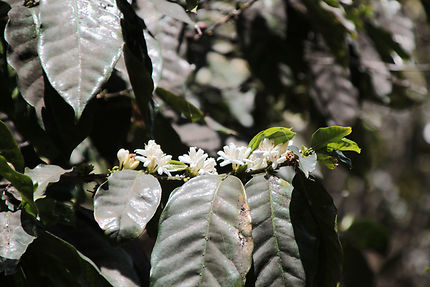 Coffea arabica, fleur