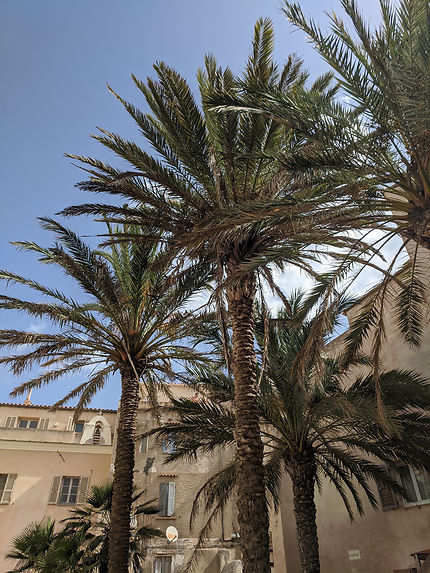 Grands palmiers