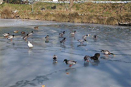 Danse des canards sur glace