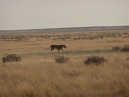 Lionne marchant