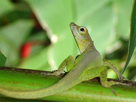 Zanoli Zanoli