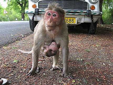 Nos amis les singes sur la route de Tiruvalamalai...