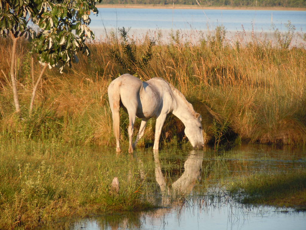 La Nature à l'état pur La Nature à l'état pur