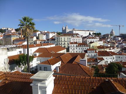 Palmier proéminent, Lisbonne