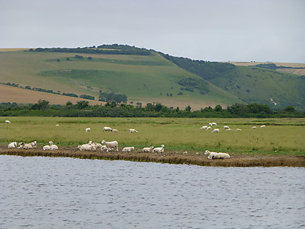 Moutons à Cuckmere Heaven