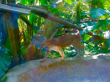 Le cougar du parc des Mamelles, Guadeloupe