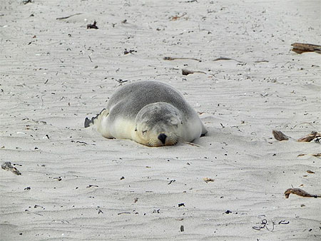 Bebe Lion De Mer Qui Se Repose Sur Le Sable Animaux Seal Bay Kangaroo Island South Australia Australie Meridionale Australie Routard Com