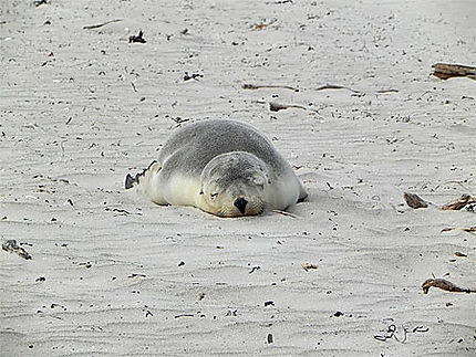 Bébé lion de mer qui se repose sur le sable