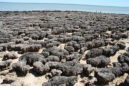 Stromatolites Stromatolites