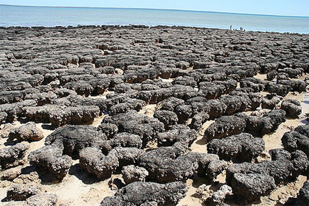 Stromatolites