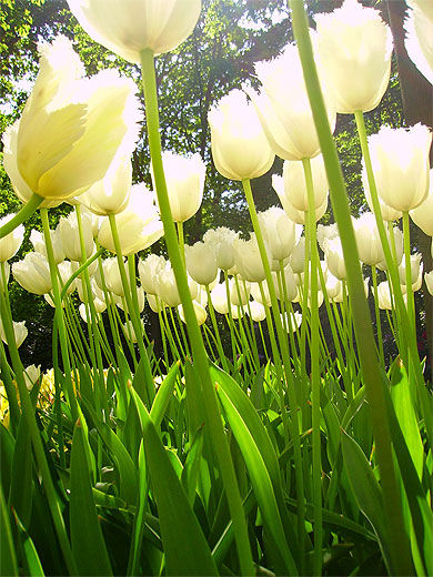 Tulipes blanches