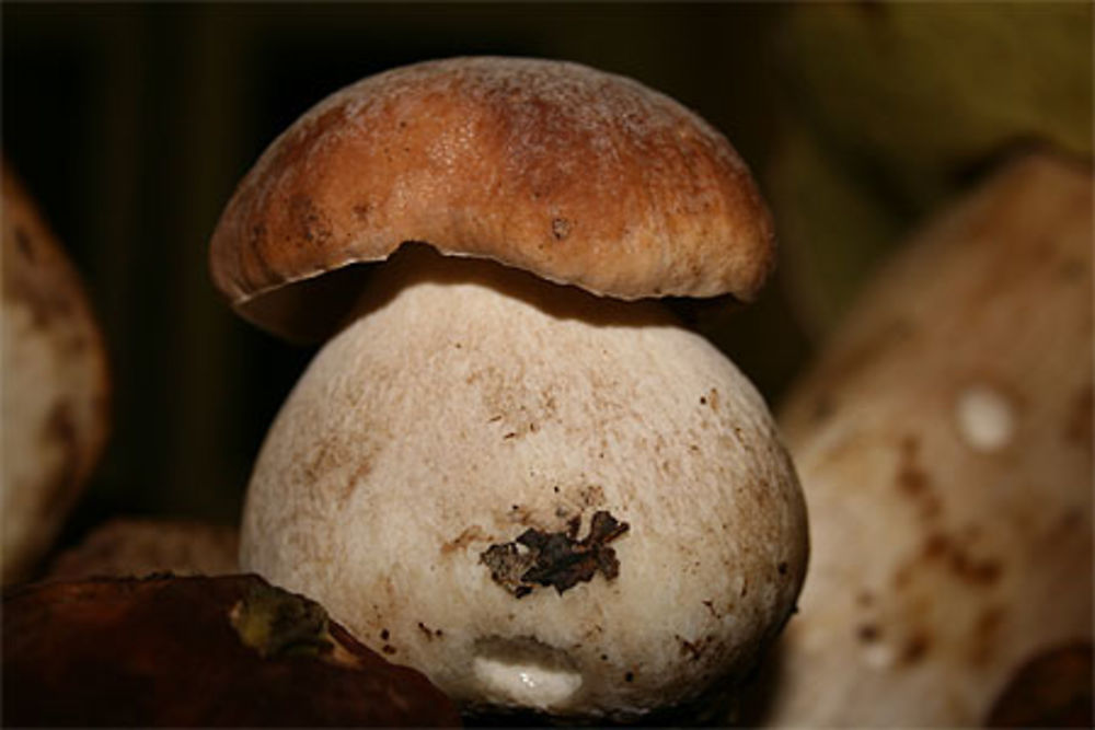 La Corrèze royaume des champignons !