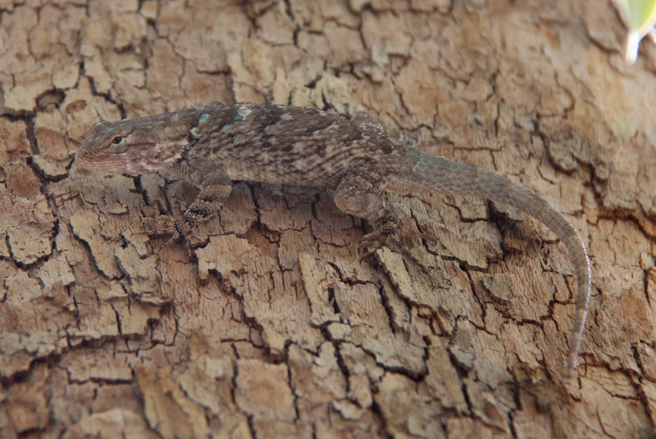Lézard Lézard