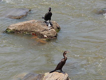 Cormorans au Rio San Juan