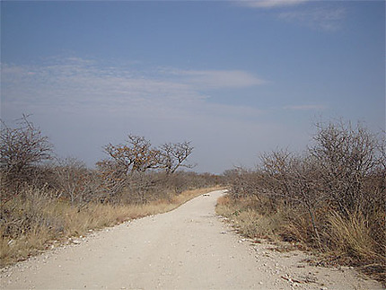 Route dans le parc d'Etosha