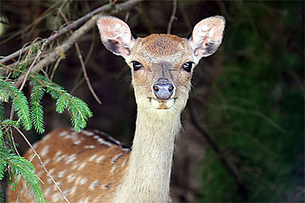 Have you seen Bambi?