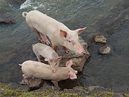 Familles de cochons au Rio San Juan