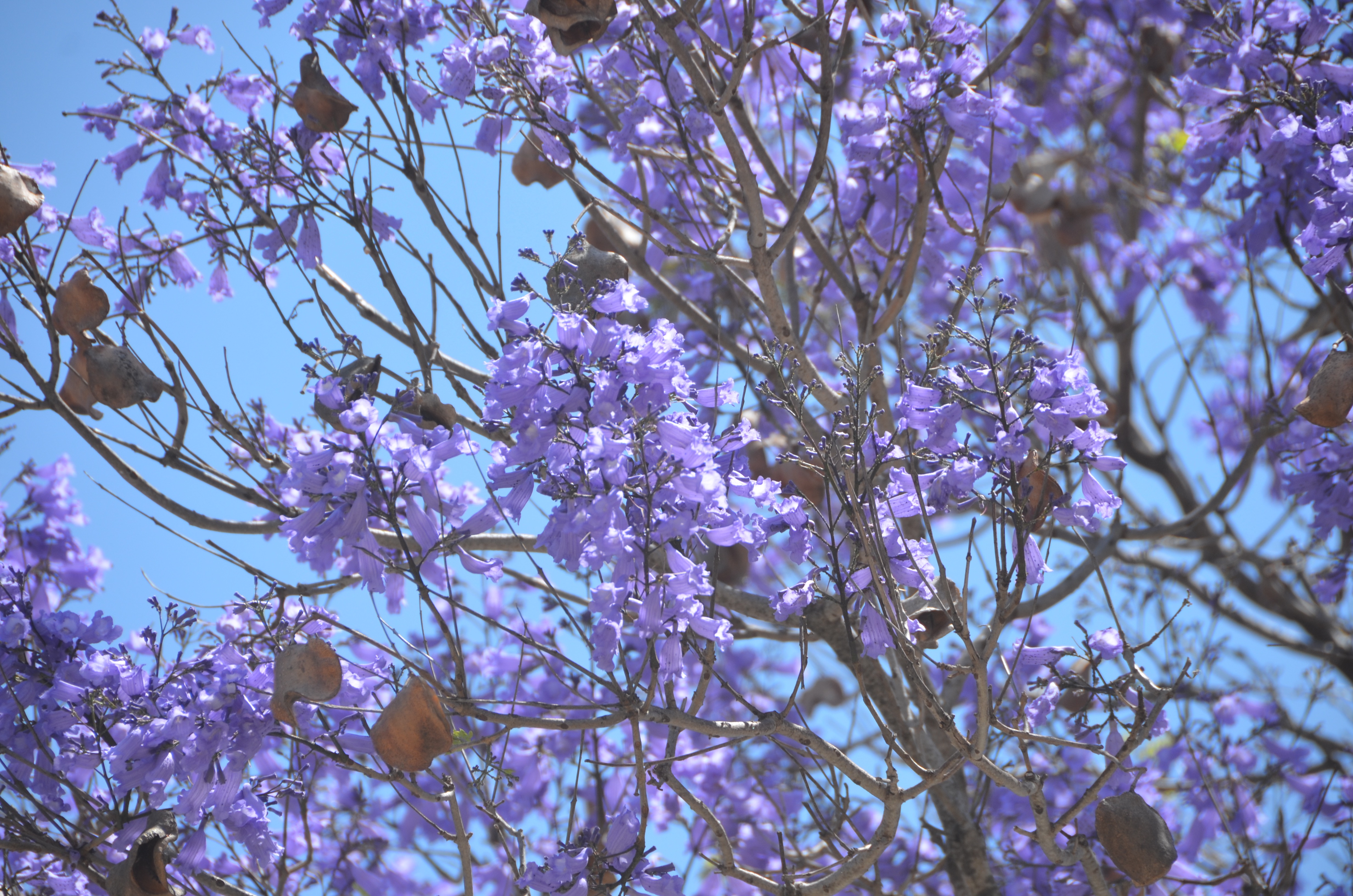 Jacaranda Jacaranda