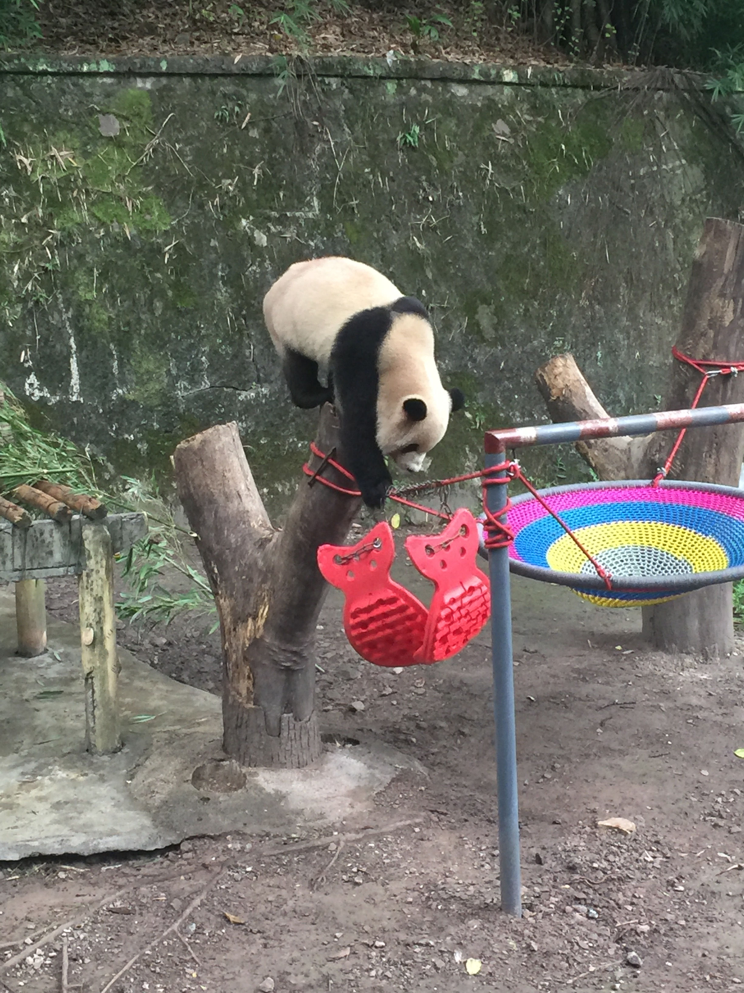 Maison des Pandas à Chongqing