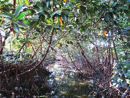 Le vieux canal aux mangroves