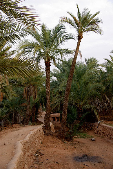 Palmeraie de Beni Isguen Palmeraie de Beni Isguen