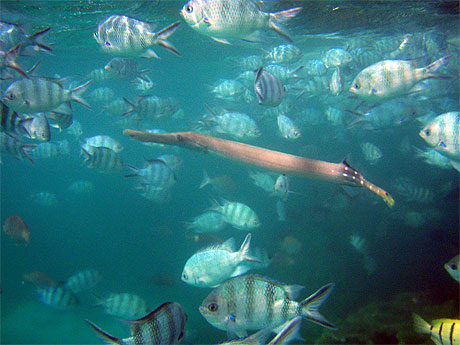 Poisson trompette Poisson trompette