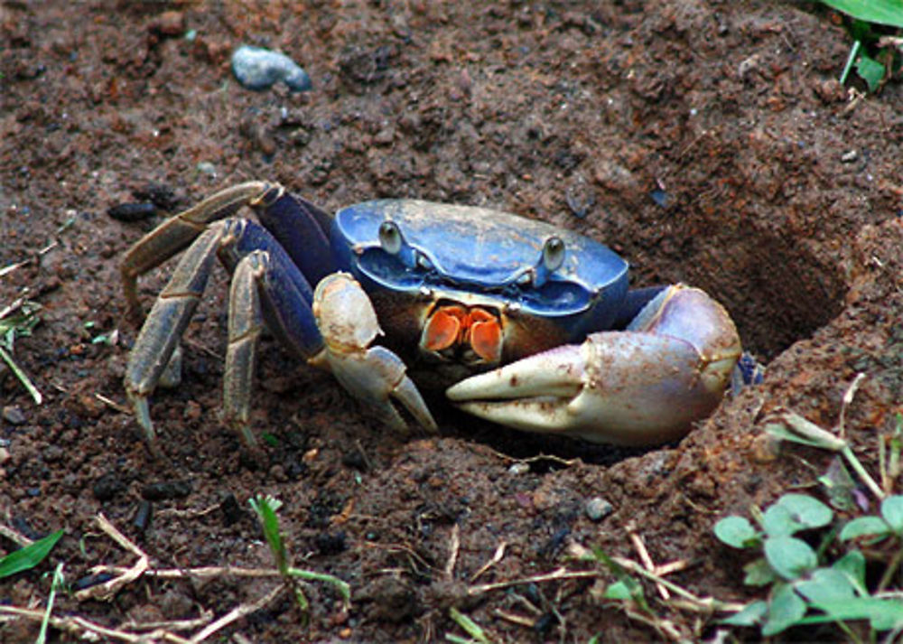 Crabe bleu